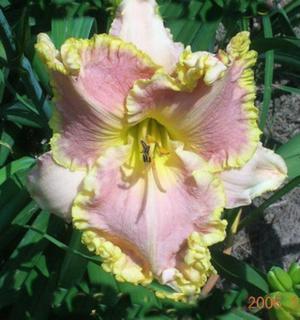 Seraphim Song (2007)